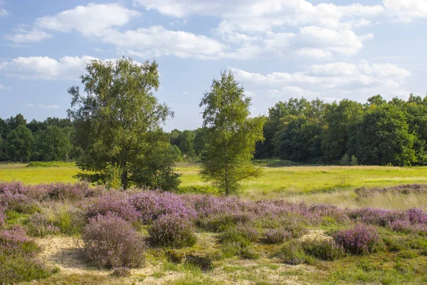 Heide in Nationaal Park Maasduinen in Nederland — Stockfoto