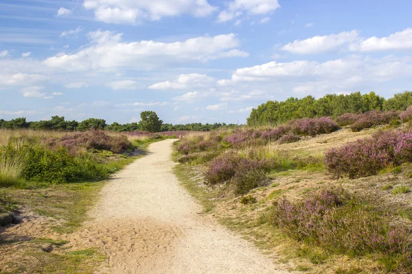 Hollanda 'daki Maasduinen Ulusal Parkı' nda Heathland