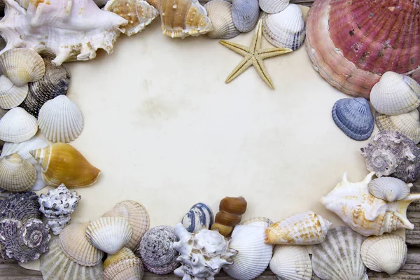 Fondo de conchas marinas — Foto de Stock