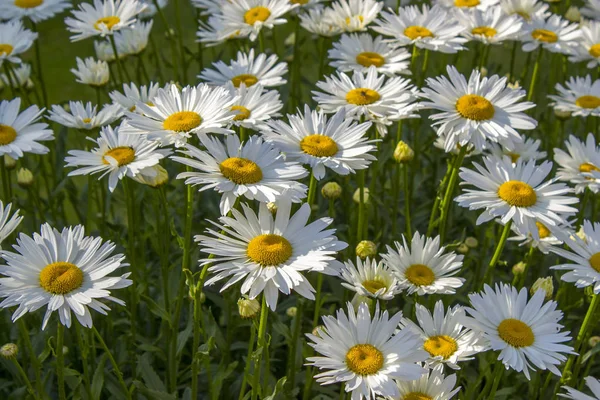 Marguerite (Prästkragesläktet vulgare) — Stockfoto