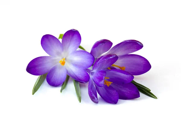 Krokus - jeden z pierwszych wiosennych kwiatów — Zdjęcie stockowe