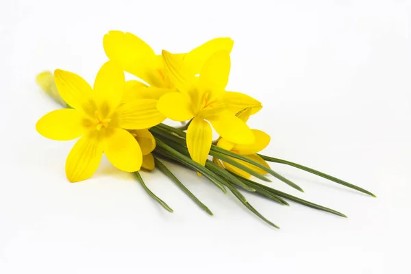 Крокус - один из первых весенних цветов — стоковое фото
