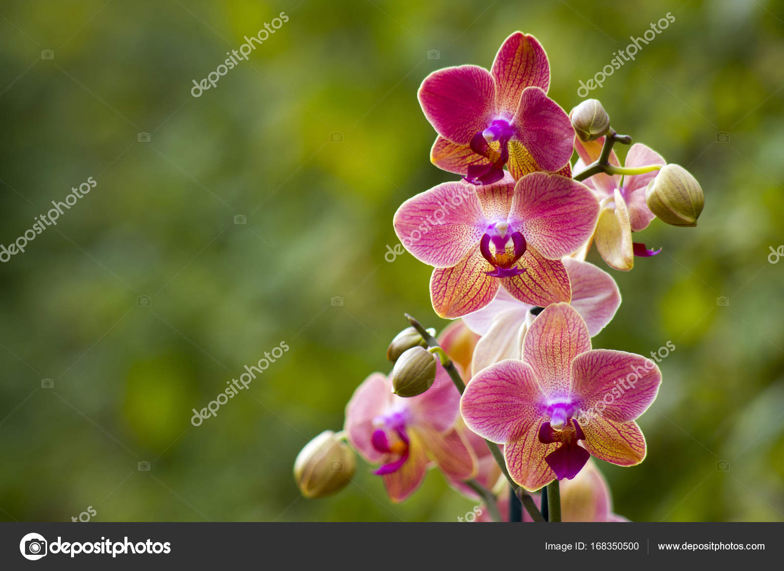 Hermosa orquídea rosa - phalaenopsis: fotografía de stock ©  mira.drozdowski.gmx.de #168350500 | Depositphotos