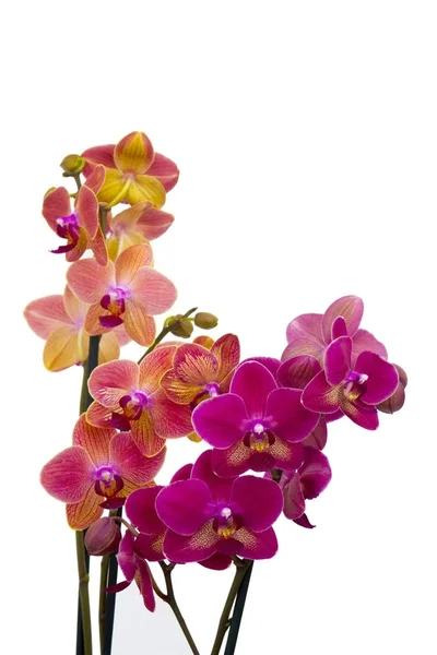 Hermosa orquídea rosa y naranja - phalaenopsis — Foto de Stock