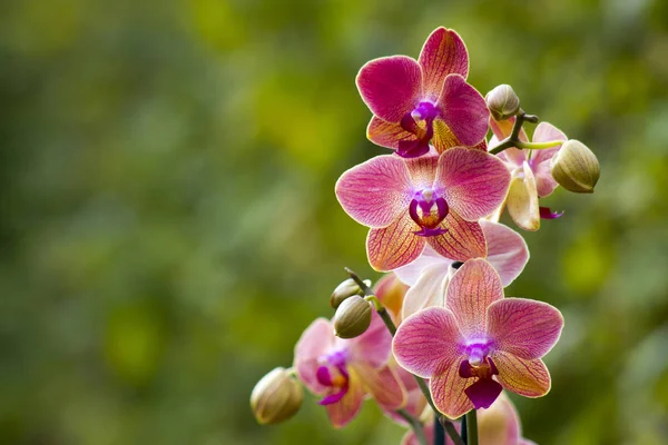 Hermosa orquídea rosa - phalaenopsis — Foto de Stock