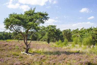 Hollanda 'daki Maasduinen Ulusal Parkı' nda Heathland