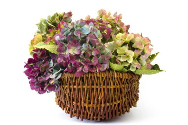 HORTENSIA çiçekler, Hydrangea macrophylla