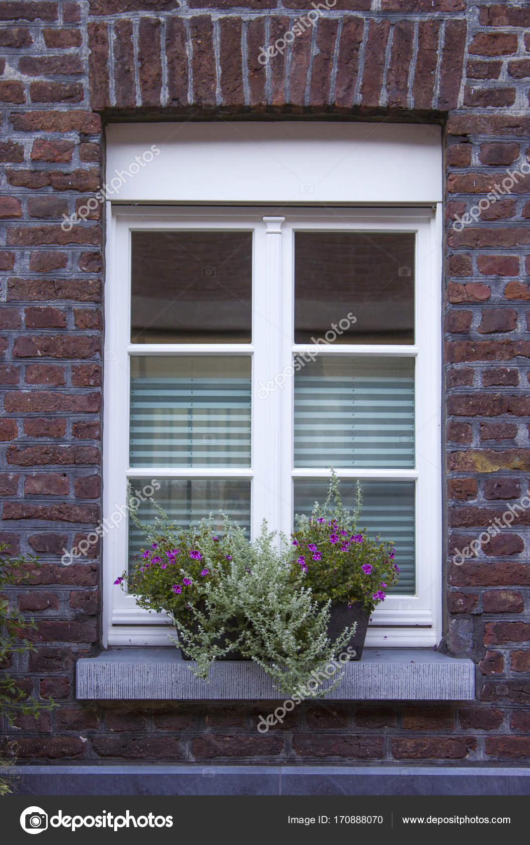 Wand mit Fenstern und Blumenkästen mit blühenden Pflanzen ... Wand mit Fenstern und Blumenkästen mit blühenden Pflanzen ...