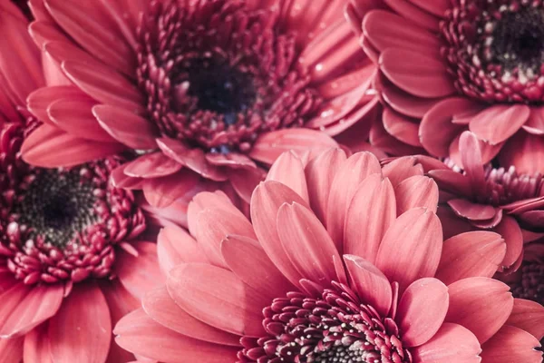 Close up de flores de gerbera vermelho — Fotografia de Stock