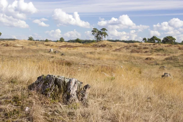 Krajobraz w Parku Narodowym Hoge Veluwe w Holandii. — Zdjęcie stockowe