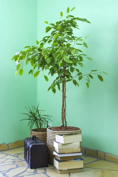 Benjamin ficus, dracaena, kitap ve göğüs Rüzgar oturma odasında