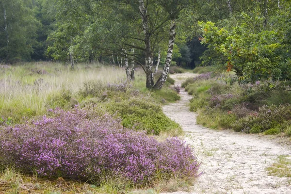 Heathland w Parku Narodowym Maasduinen w Holandii — Zdjęcie stockowe