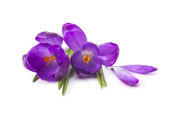 Crocus - az egyik első tavaszi virág — Stock Fotó