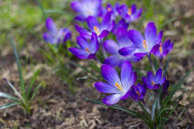 Crocus - ilkbahar çiçeklerinden biri.