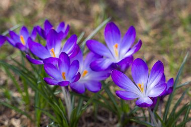 Crocus - ilkbahar çiçeklerinden biri.