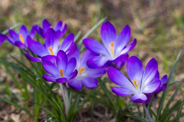 Crocus - een van de eerste lentebloemen — Stockfoto