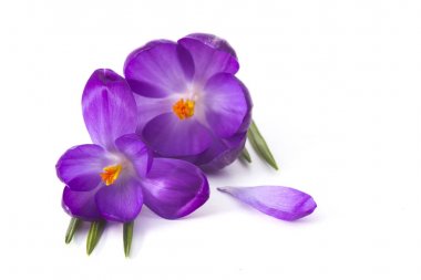 Crocus - ilkbahar çiçeklerinden biri.