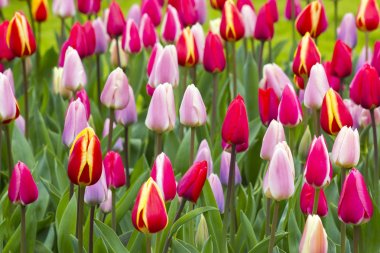 Keukenhof, Hollanda 'da laleler