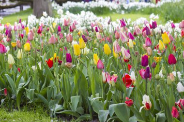 Keukenhof, Hollanda 'da laleler