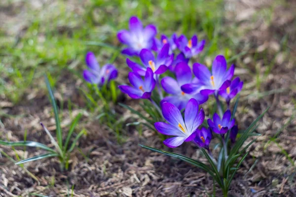 Crocus - uma das primeiras flores de primavera — Fotografia de Stock