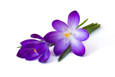 Crocus - ilkbahar çiçeklerinden biri.