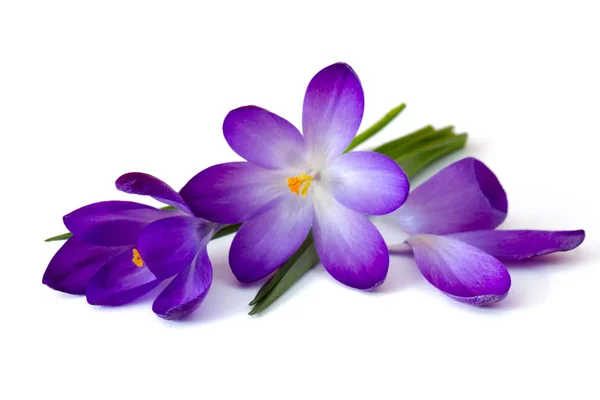 El azafrán - una de las primeras flores primaverales — Foto de Stock