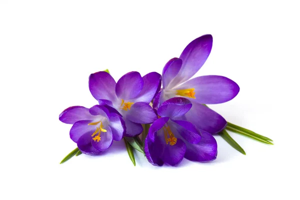 Crocus - een van de eerste lentebloemen — Stockfoto