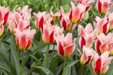 Keukenhof, Hollanda 'da laleler