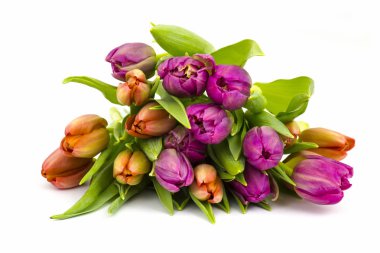 Beyaz arka plan üzerinde renkli Lale