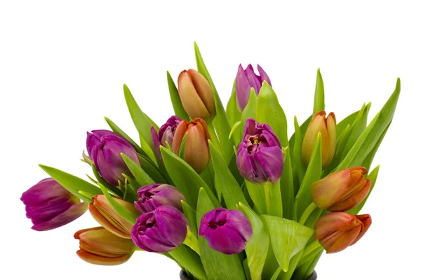 Bunte Tulpen auf weißem Hintergrund — Stockfoto