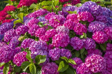 Bush HORTENSIA çiçek