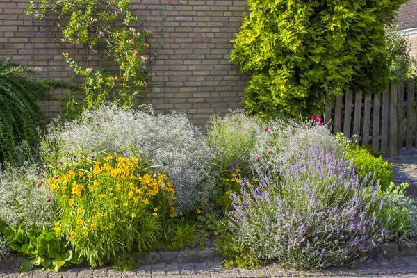 Herbes dans un jardin — Photo