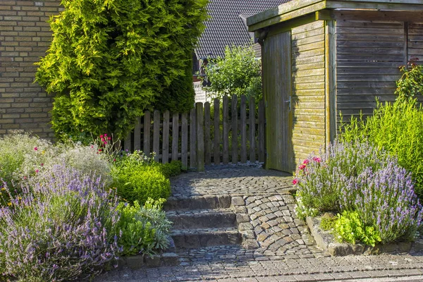 Hierbas en un jardín — Foto de Stock