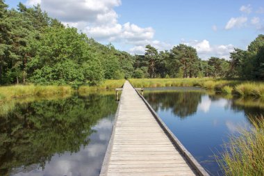 Hollanda 'daki Ulusal Park Maasduinen
