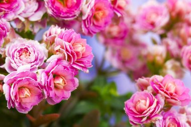 aranjmani çiçekler