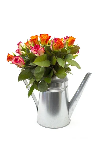 Roses in a watering can on white background — Stock Photo, Image