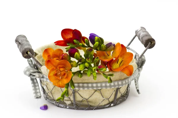 Freesia florescente em uma cesta — Fotografia de Stock