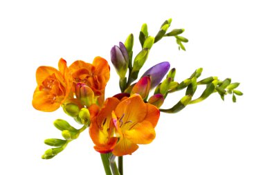 çiçek frezya. Beyaz arka plan üzerinde izole.