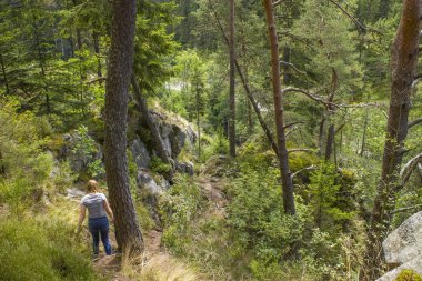 Almanya 'da Kara Orman