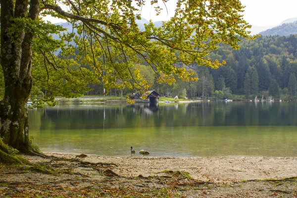 Pohon tua di tepi danau Bohinj, Slovenia — Stok Foto