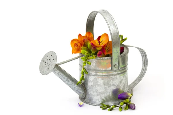 Blooming Freesia in a watering can — Stock Photo, Image