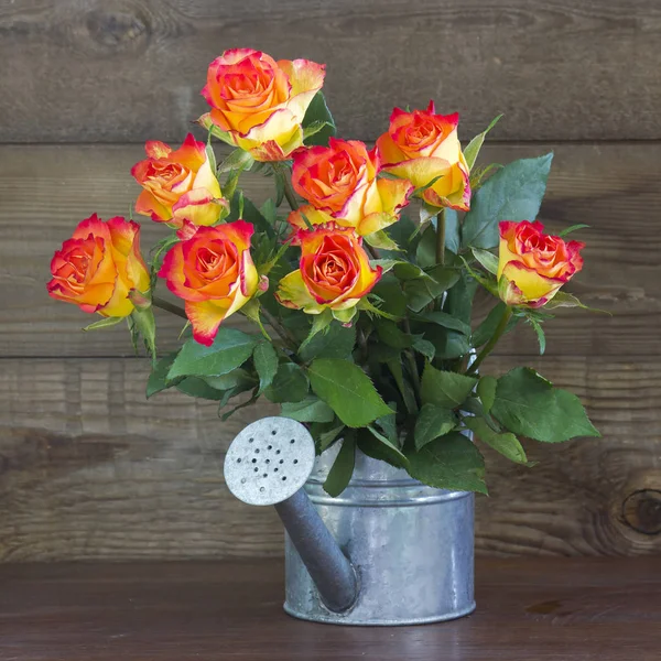 Orange roses in a watering can — Stock Photo, Image