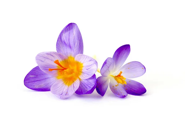 Krokus - eine der ersten Frühlingsblumen — Stockfoto