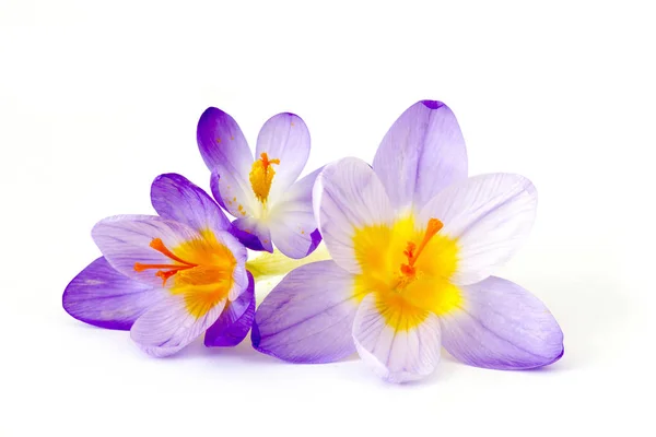 Crocus - een van de eerste lentebloemen — Stockfoto