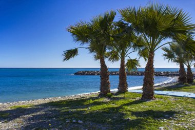 Palm trees on a beach in Almunecar, Andalusia region, Costa del  clipart