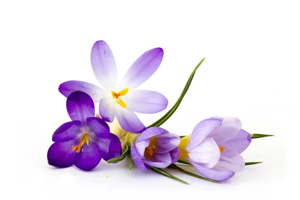 Crocus - een van de eerste lentebloemen — Stockfoto