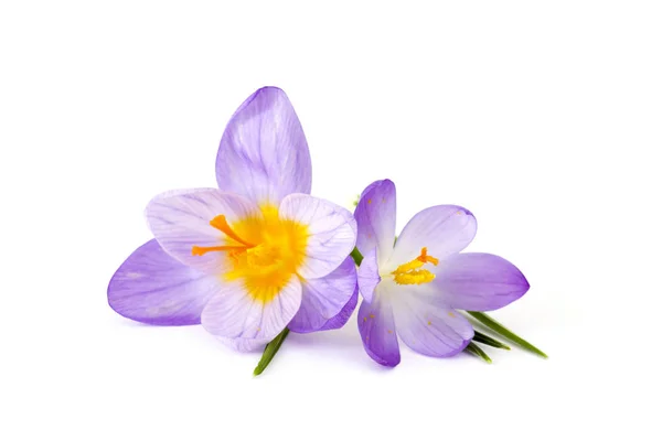 Crocus -最初の春の花の1つ — ストック写真