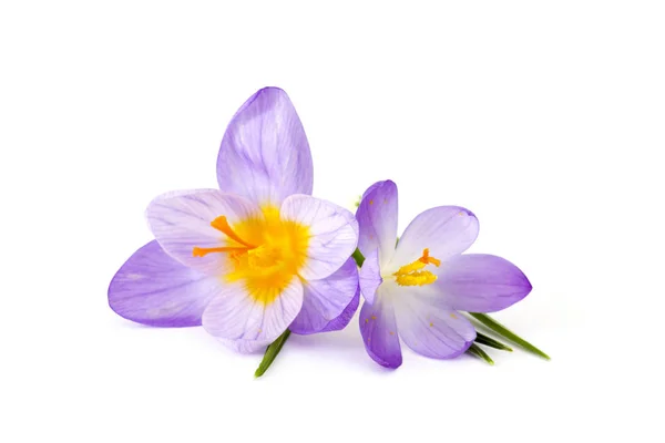 Crocus - ilkbahar çiçeklerinden biri.