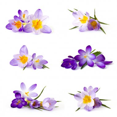 Beyaz arka plan - taze bahar çiçekleri - colla Çiğdem çiçek