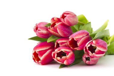 Beyaz arkaplanda kırmızı laleler